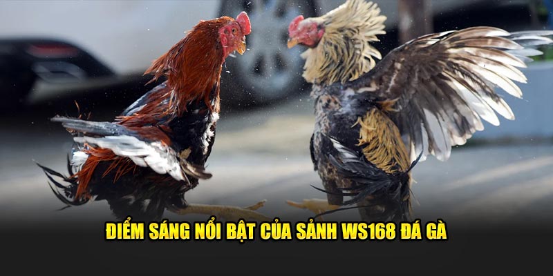 Điểm sáng nổi bật của sảnh WS168 đá gà