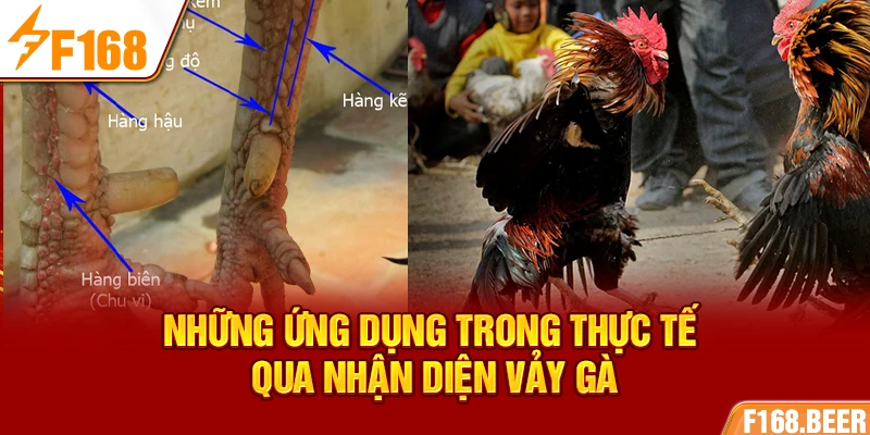 Những ứng dụng trong thực tế qua nhận diện vảy gà