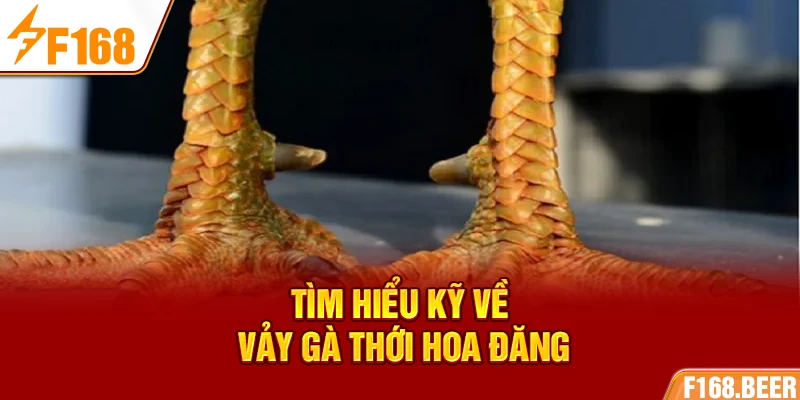 Tìm hiểu kỹ về vảy gà Thới Hoa Đăng